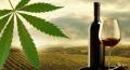 Ora il vino si aromatizza con la cannabis