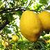 GIAMMANGIATO: Tagliatelle al limone