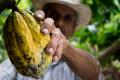 Cacao, Nigeria: produzione in recupero - Materie Prime - Commoditiestrading