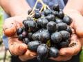 Vino: 'Rapporto in vino vegan', mercato vale 6 mln, certificazioni a +35%